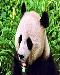 panda1t.jpg
