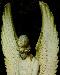 angel1t.jpg