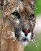 cougar1t.jpg