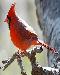 cardinal1t.jpg