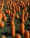 pumpkins1t.jpg