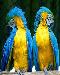 parrots1t.jpg