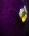 violet1t.jpg