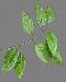 leaves1t.jpg