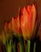 tulips1t.jpg