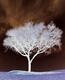 tree3t.jpg