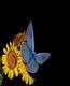 bfly1t.jpg