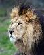 lion2t.jpg