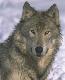 wolf1t.jpg