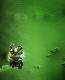 frog1t.jpg