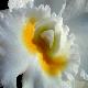 orchid1t.jpg