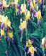irises1t.jpg