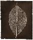 leaf1t.jpg