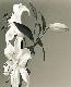 lilies3t.jpg