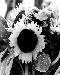 sunflower4t.jpg