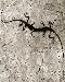 lizards1t.jpg