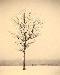 tree5t.jpg