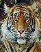 tiger1t.jpg