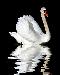 swan1t.jpg