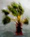 palm1t.jpg