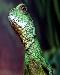 lizard1t.jpg