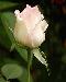 rose1t.jpg