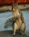 squirrel1t.jpg
