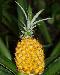 pineapple1t.jpg