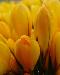 crocus1t.jpg