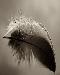 feather3t.jpg