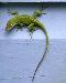 lizard1t.jpg