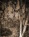 trees2t.jpg