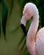 flamingot.jpg