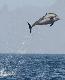 dolphin1t.jpg