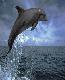 dolphin2t.jpg