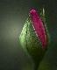 rosebud1t.jpg