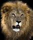 lion1t.jpg