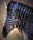zebra1t.jpg