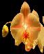 orchid1t.jpg