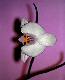 orchid2t.jpg