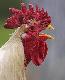 rooster1t.jpg
