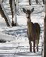 deer1t.jpg