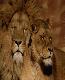 lions1t.jpg