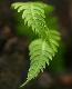 fern1t.jpg