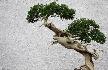 bonsai2t.jpg