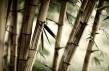 bamboo1t.jpg