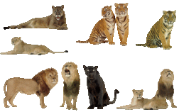 bigcats1t.gif