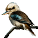 bird1t.gif