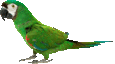 bird2t.gif