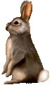 bunny1t.gif